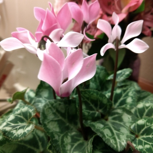 Meet your Posher, Julie - Picture 1 of 1